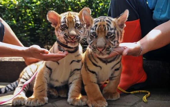 BAGAIMANA PERTANGGUNG JAWABAN PEMDA ATAS KEMATIAN 2 BAYI HARIMAU BENGGALA DITENGAH KONFLIK KEKUASAAN BANDUNG ZOO 