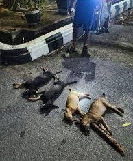 SADIS! EMPAT ANAK ANJING DITEMBAK DIDUGA OLEH ASN DI DEPAN KANTOR BUPATI BANGKA 